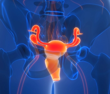 Illustration of a woman's bladder