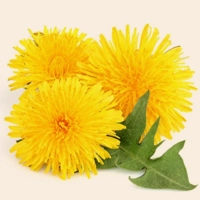 Dandelion flowers